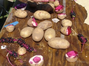 Supplies- potatoes, berries, and plastic forks