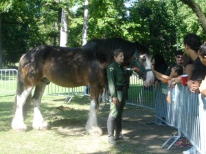 A little fun for everyone (hopefully, including the  horse)