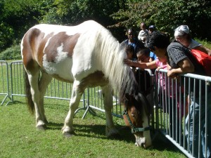 Know me, love me, pet me